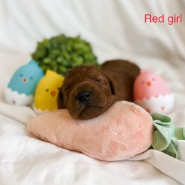 Red Girl - Red  Goldendoodle puppy in Cleburne, Texas from Garrett Family Doodles