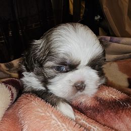 ROWENA - Brindle and white female Shih Tzu puppy in Los Banos And Bay Area, California from Shantii's Shih Tzu's