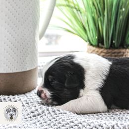 Miniature Australian Shepherd Puppies from Yarborough Kennels