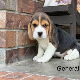 General - Black tan and white male Beagle puppy in Mansfield, Missouri from Rippee Creek Kennel