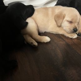 Labrador Retriever and Pembroke Welsh Corgi Puppies from Burress Family Farm and Kennels