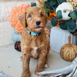Blue - male Golden Mountain Doodle puppy in Leander, Texas from Olive Grove Doodles