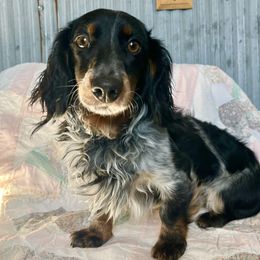 Rowdy - Dachshund