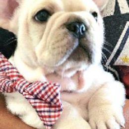 French Bulldogs from Cali Wiggly Butts