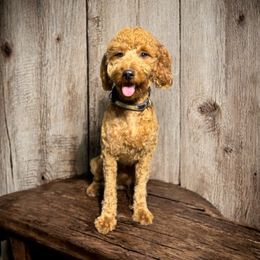 Minnow - Goldendoodle