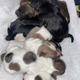 Miniature Schnauzer puppies from Lively Miniature Schnauzers