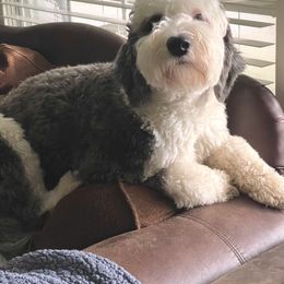 Goldendoodle and Sheepadoodle All Grown Up from Paw City Doodles