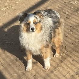 Cosmo - Toy Australian Shepherd