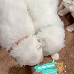 Samoyed Puppies from The Bactos Family