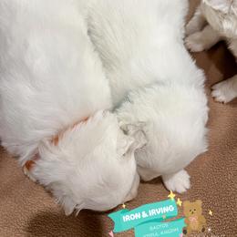 Samoyed Puppies from The Bactos Family