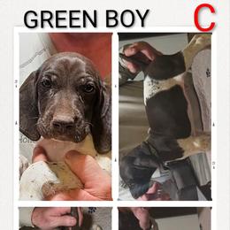 Boy 1 - Liver and white male German Shorthaired Pointer puppy in Cadiz, Kentucky from Jenny Ridge Kennels