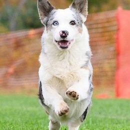 Cardigan Welsh Corgis from Visions Cardigan Welsh Corgis