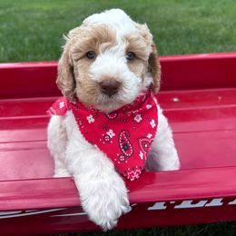 Max - Dark Blue - Cream male Australian Labradoodle puppy in Citrus Heights, California from Elite Blend Labradoodles