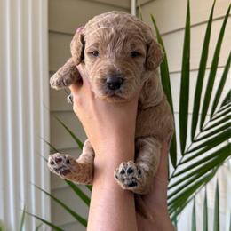 Amber - Apricot female Goldendoodle puppy in Easley, South Carolina from Our Darling Doodles