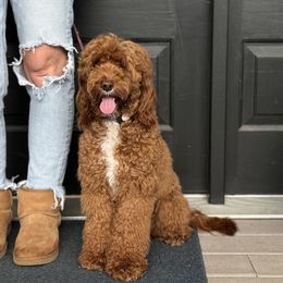Tilly - Australian Labradoodle