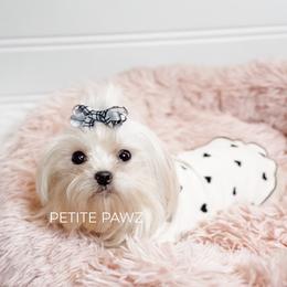 Maltese puppies from Petite Pawz