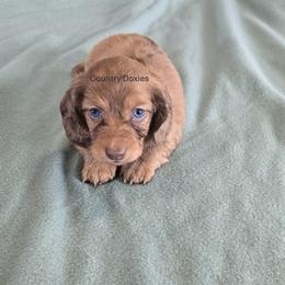 Red - Dapple male Dachshund puppy in Cedar City, Utah from Country Doxies