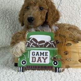 Frankie - Apricot male Irish Doodle puppy in Galloway, Florida from Heavenly Poodles