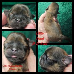Frankincense - Red male Shih Tzu puppy in Maize, Kansas from Air Capital Shih Tzu Puppies