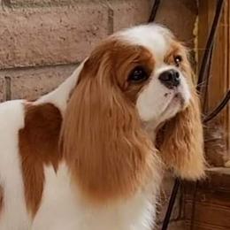 Noel - Cavalier King Charles Spaniel