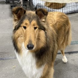 Rosie - Collie
