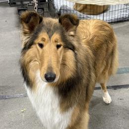 Rosie - Collie