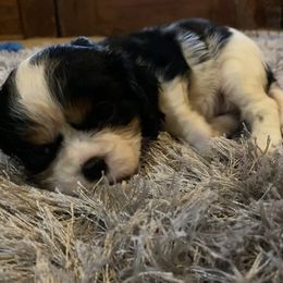 Cavalier King Charles Spaniel Puppies from Sunset Valley Cavaliers