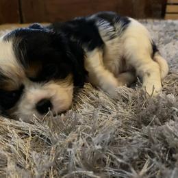 Cavalier King Charles Spaniel Puppies from Sunset Valley Cavaliers