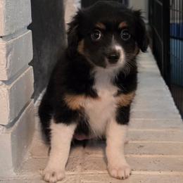 Remi - Black tri female Toy Australian Shepherd puppy in Alabaster, Alabama from Bama Belle Aussies