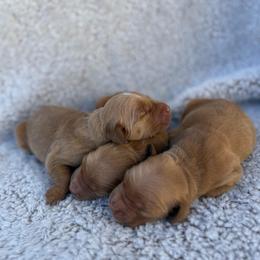 Boy 2 - Golden male Golden Retriever puppy in Salt Lake City, Utah from Deseret Peak Goldens