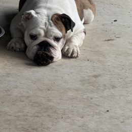 Bulldog and French Bulldog All Grown Up from Empire Bulldogs & French Bulldogs