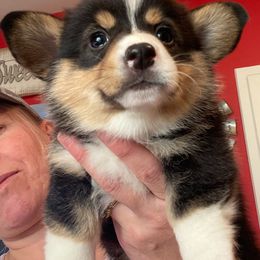 Pembroke Welsh Corgi and Poodle Puppies from Blue Diamond Kennel