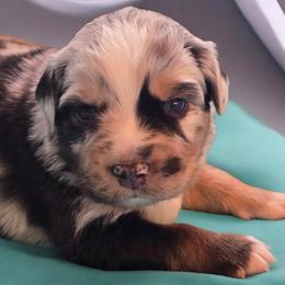 Twist - Blue merle male Miniature Australian Shepherd puppy in Boonville, New York from Amy & Dan's Awesome Aussies