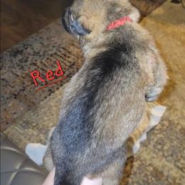 RED - Sable male German Shepherd puppy in Willoughby, Ohio from WolfPackk