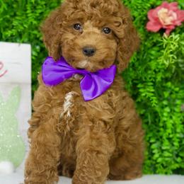 Cameron - Red  male Goldendoodle puppy in Brandon, Florida from Murphys Doodles