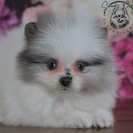 Gemma (Teacup and blue eyes) - Blue merle female Pomeranian puppy in Fultonville, New York from Sandy Aussies & Pomeranians