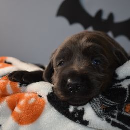 Dilute Retriever Puppies from Wicked Pines Retrievers