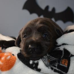 Dilute Retriever Puppies from Wicked Pines Retrievers