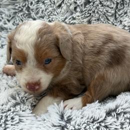 Tito - Red merle male Toy Australian Shepherd puppy in Ambrose, Georgia from Brandilyn's Aussies
