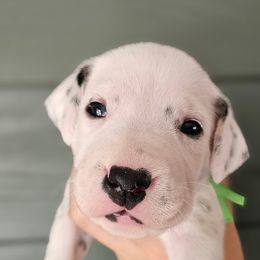 Green collar - White and black male Dalmatian puppy in Knoxville, Tennessee from Dazzling Dalz