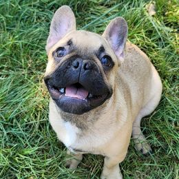 Boston Terriers and French Bulldogs from Willamette Valley Bullies