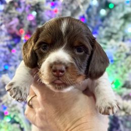 Lolly - Piebald female Dachshund puppy in Gentry, Arkansas from Sweet As Pie Doxies