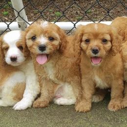 Cavapoos from Forever Home Doodles