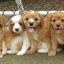 Cavapoos from Forever Home Doodles