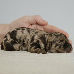 Landyn - Merle male Cockapoo puppy in Louisburg, North Carolina from Raven Oak's Mini Cockapoos and Mini Dachshunds
