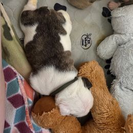 Tan - Fawn brindle and white male Bulldog puppy in Krum, Texas from K & K Little Blessings