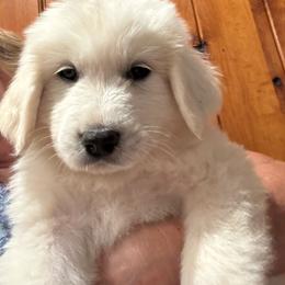 Luna - White female Great Pyrenees puppy in North Fork, California from Heritage Mountain Ranch