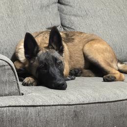 4 month old male - semi trained - outstanding character - Fawn sable male Belgian Malinois puppy in Dallas, Texas from RoyalHaus Malinois