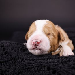 Barbossa - Red male Bernedoodle puppy in Lehi, Utah from Heart J Bernedoodles