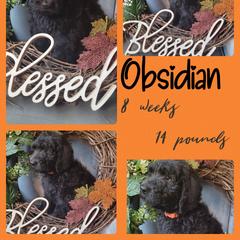 Boy 3 - Saint Berdoodle puppy in St. Maries, Idaho from Casseldoodles @ CasselFarm